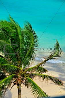 Caribbean Palm Tree