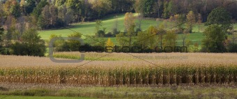 Corn Field With a Hilly Landscape