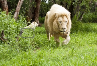 Young Lion walking through grassland