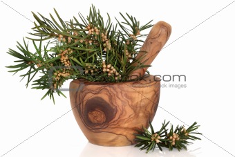 Yew Herb Leaves