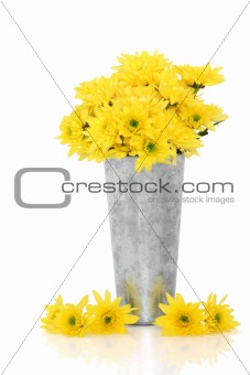 Chrysanthemum Flower Beauty