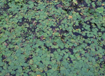 Lots of Lilly Pads
