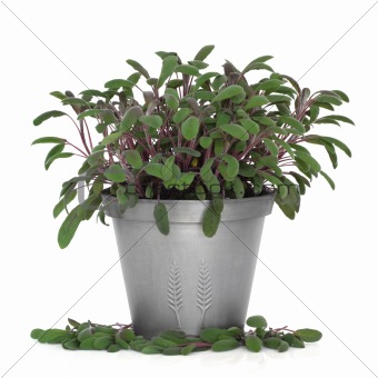 Purple Sage Herb Plant