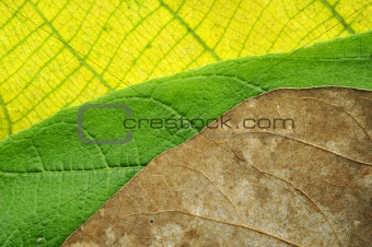 awesome colors of leaves texture
