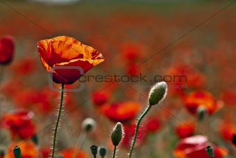 Red poppy close-up
