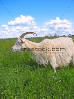 Grazing goat