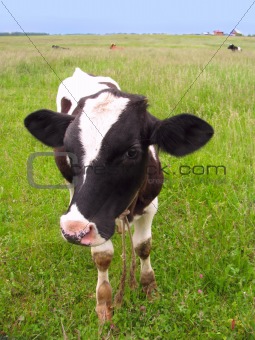 Calf at a meadow