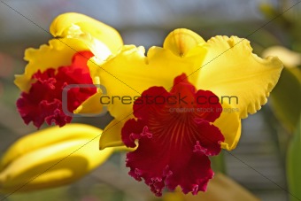 Purple and yellow orchid