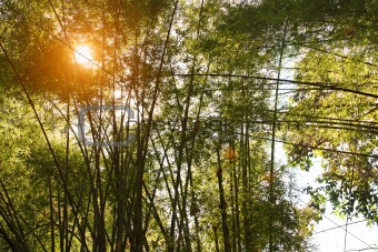Bamboo trees with sun behind 