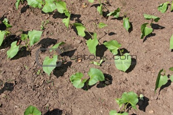 Young plants