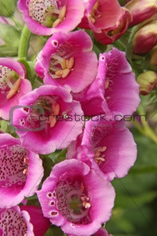 Digitalis Purpurea (or Purple Foxglove, Lady's Glove)