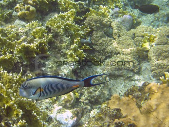 Shohal surgeon fish (Acanthurus sohal)