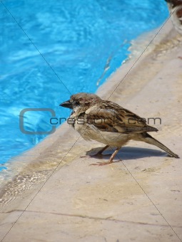 Sparrow at  a pool