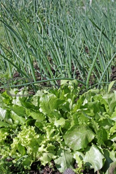 Lettuce and green onion