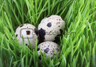 Quail eggs in the grass