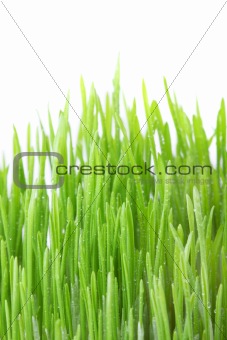 Dew covered grass