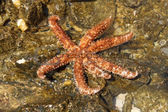 beautiful sea star on rock