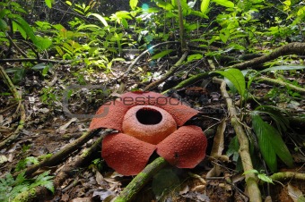 rafflesia anoldi