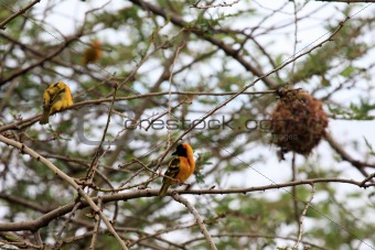 Yellow Weaver Bird - Wildlife Sanctuary - Uganda