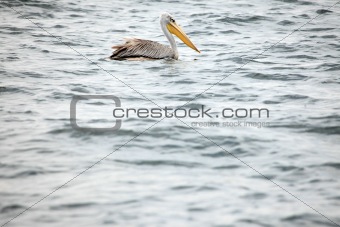 Pelican - Wildlife Sanctuary - Uganda
