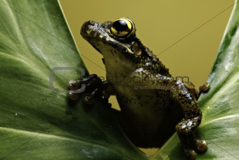 tree frog on leaf amphibian in amazon forest