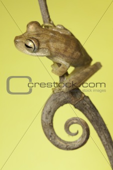 tree frog on twig in background copyspace
