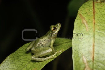 tree frog looking up