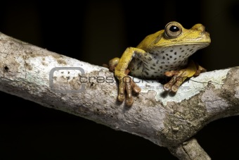 tree frog on twig in rainforest