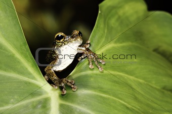 tree frog on leaf