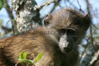 Baboon - Serengeti, Africa