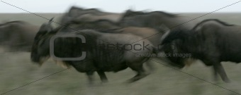 Wildebeest  - Serengeti Safari, Tanzania, Africa
