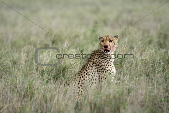 Cheetah - Serengeti, Africa