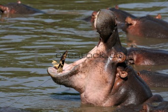 Hippo Mouth Wide Open in Africa