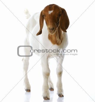 goat doeling standing