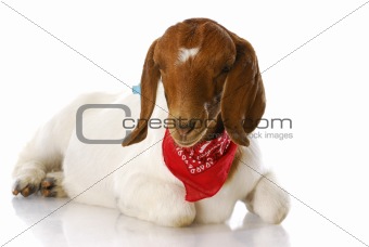 goat wearing bandanna