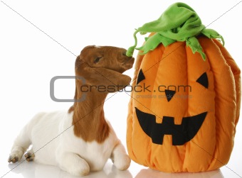 halloween goat