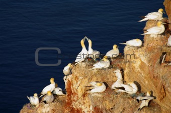 German island Helgoland -  northern gannets