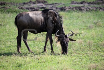 Wildebeest - Maasai Mara Reserve - Kenya