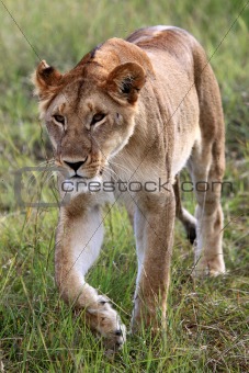 Lion - Maasai Mara Reserve - Kenya