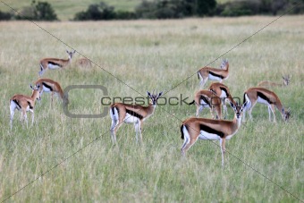 Thompsons Gazelle - Maasai Mara Reserve - Kenya