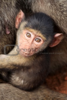 Baby Baboon - Kenya