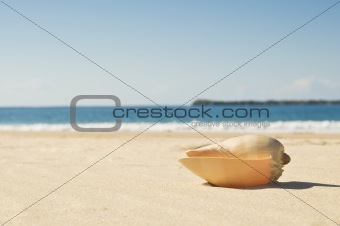 Large shell and beach