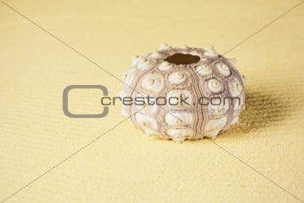 Exoskeleton of sea urchin on sand