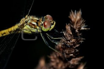 Closeup Ruddy Darter Dragonfly with big eyes on dark background