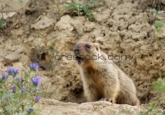 Young marmot sits near a hole
