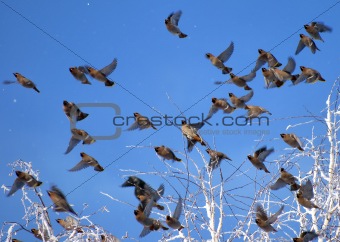 Flock of waxwings