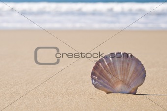 Scallop shell in sand.