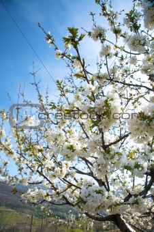 flowers of almond tree
