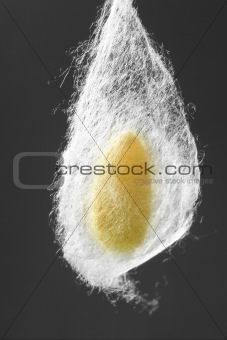 cocoon of silkworm hanging on silk worm net