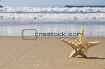 Starfish in sand.